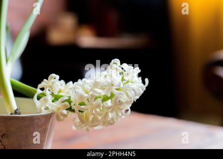 beautiful white blooming bulbous hyacinths in ceramic pots stand on a light table against a background cozy room. Spring mood. Blurred background Stock Photo