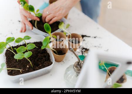 Close up of replanting vegetable, spring concept. Stock Photo