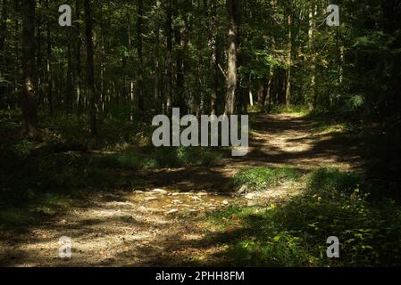 A sun-dappled path winds through a dark woods in early autumn. Stock Photo