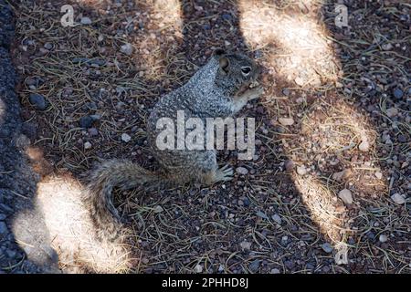 A squirrel eating nuts in Grand Canyon National Park, Arizona, USA Stock Photo