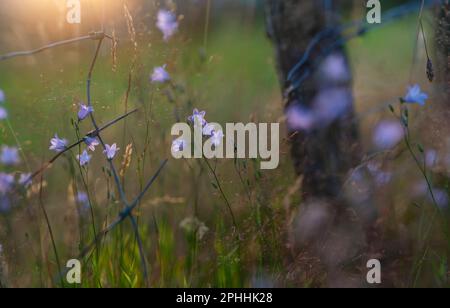 Wildflowers and long grass growing on the edge of a field a sunset, near a fence and hedge in the countryside landscape of the High Peak in Derbyshire Stock Photo