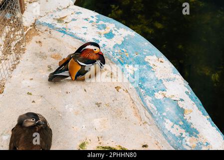 Outdoor shot of some cute mandarin ducks standing on concrete piece of fountain. Stock Photo