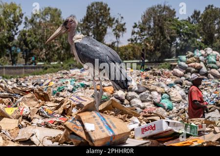 Nairobi, Kenya. 23rd Feb, 2023. A marabou bird seen at the Dandora dumpsite. Dandora is the biggest dumpsite in East Africa and is the destination of the solid waste generated by Nairobi. It has been declared full in 1996 but is still operating and a lot of people, including children, go there looking for plastic, food or clothes they can sell. (Photo by Simone Boccaccio/SOPA Images/Sipa USA) Credit: Sipa USA/Alamy Live News Stock Photo