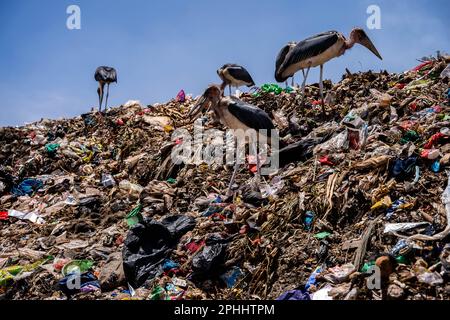 Nairobi, Kenya. 23rd Feb, 2023. Marabou birds seen at the Dandora dumpsite. Dandora is the biggest dumpsite in East Africa and is the destination of the solid waste generated by Nairobi. It has been declared full in 1996 but is still operating and a lot of people, including children, go there looking for plastic, food or clothes they can sell. (Credit Image: © Simone Boccaccio/SOPA Images via ZUMA Press Wire) EDITORIAL USAGE ONLY! Not for Commercial USAGE! Stock Photo