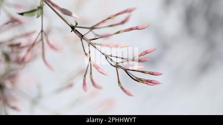 Flowering Jasminum officinale, the common jasmine natural macro floral background Stock Photo