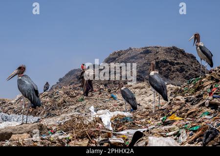 Nairobi, Kenya. 23rd Feb, 2023. Marabou birds seen at the Dandora dumpsite. Dandora is the biggest dumpsite in East Africa and is the destination of the solid waste generated by Nairobi. It has been declared full in 1996 but is still operating and a lot of people, including children, go there looking for plastic, food or clothes they can sell. (Credit Image: © Simone Boccaccio/SOPA Images via ZUMA Press Wire) EDITORIAL USAGE ONLY! Not for Commercial USAGE! Stock Photo