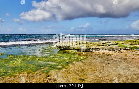 Tide Pools with Green Moss on Lava Rock Stock Photo