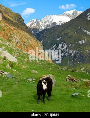 Dairy Cows Among The Southern Alps.  Mt Aspiring National Park, New Zealand Stock Photo