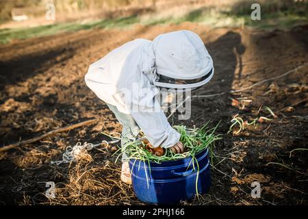 farmer's child takes the germinated onions out of garden pan before planting in ground. Growing onions for greens. Stock Photo
