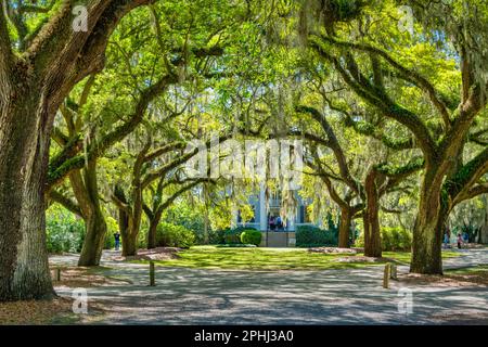 Oak trees and Spanish moss at McLeod Plantation in Charleston, South Carolina, USA. Stock Photo