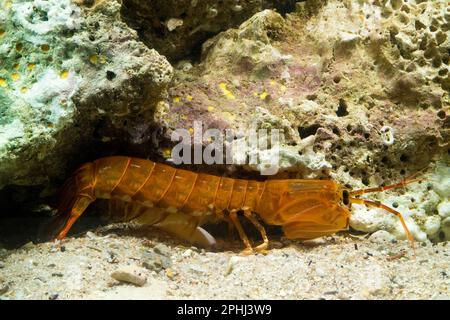 Gambero mantide, Mantis shrimp (Rissoides desmaresti). Mediterraneo. Golfo dell'Asinara. Sardegna. Italia Stock Photo