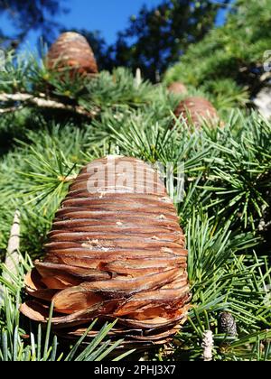 In the deodar cedar (Cedrus deodara) are female barrel shaped cones. Cone in foreground has expanded and will soon explode to release seeds. Stock Photo