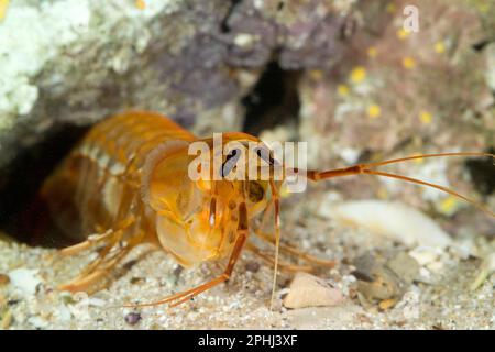 Gambero mantide, Mantis shrimp (Rissoides desmaresti). Mediterraneo. Golfo dell'Asinara. Sardegna. Italia Stock Photo