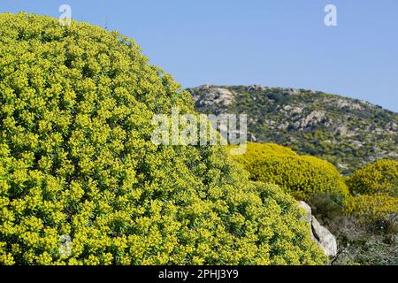 Paesaggio dell'Asinara nei pressi di Santa Maria, caratterizzato da euforbia (euphorbia arborea). Parco Nazionale dell'Asinara. Sassari. Sardegna. Ita Stock Photo
