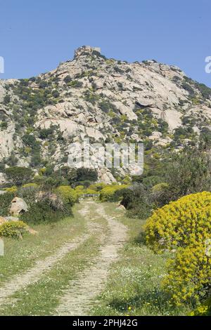 Paesaggio dell'Asinara nei pressi di Santa Maria, caratterizzato da euforbia (euphorbia arborea). Parco Nazionale dell'Asinara. Sassari. Sardegna. Ita Stock Photo