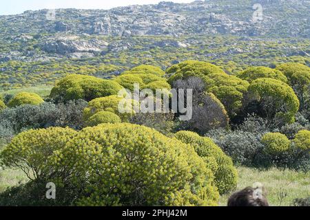 Paesaggio dell'Asinara nei pressi di Santa Maria, caratterizzato da euforbia (euphorbia arborea).The mediterranean shrubby of the island, Castellaccio Stock Photo