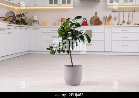 Potted bergamot tree with ripe fruits on floor in kitchen Stock Photo