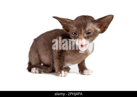 Angry little kitten of oriental cat breed of white and brown bicolor  is meowing isolated on white background Stock Photo