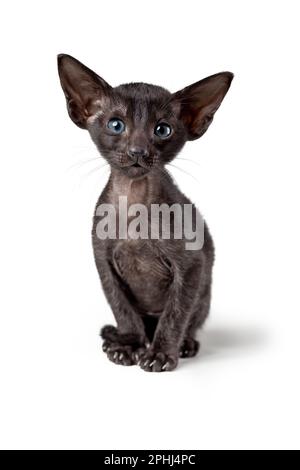 Cute oriental black kitten sitting isolated on white background. Vertical, copy space. Stock Photo