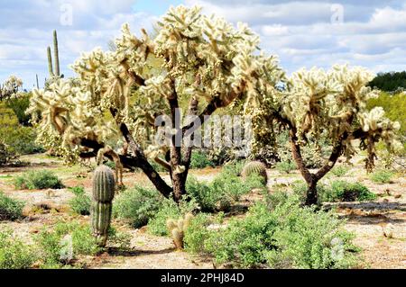 Cholla cactus Sonora desert mid summer on a cloudy day Stock Photo