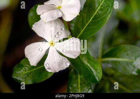 Catharanthus roseus flower, known as the Madagascar periwinkle or Rose periwinkle or rosy periwinkle Stock Photo