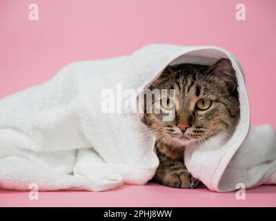 Striped cat wrapped in a white towel on a pink background.  Stock Photo