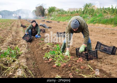 Couple of professional farmers harvesting potatoes Stock Photo