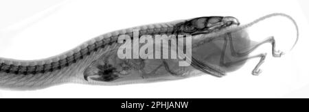 Indian python swallowing mouse, X-ray Stock Photo