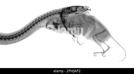 Indian python swallowing mouse, X-ray Stock Photo