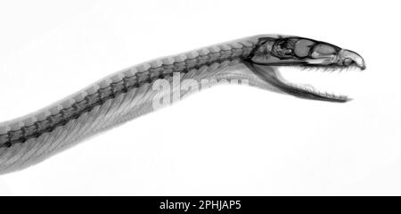 Indian python, X-ray Stock Photo