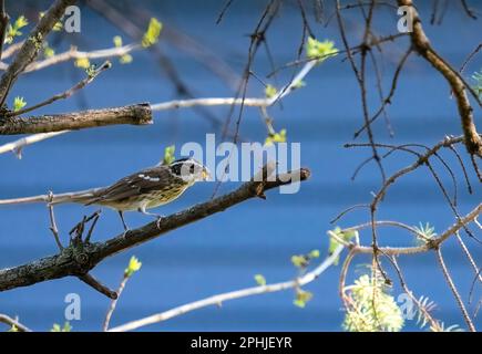 Female rose-breasted grosbeak with larvae in its beak perched on a tree branch in the spring in Taylors Falls, Minnesota USA. Stock Photo