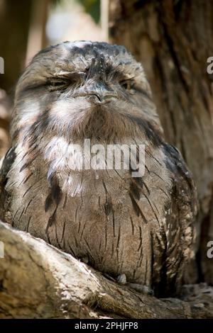 the tawny frogmouth  plumage is mottled grey, white, black and rufous – the feather patterns help them mimic dead tree branches. they have bright yell Stock Photo