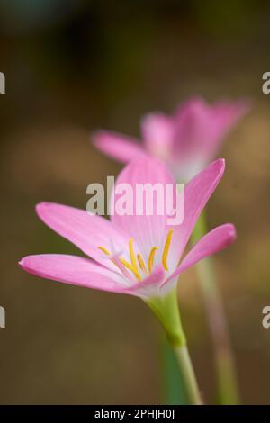 close-up of rain lilies or zephyr lilies, also known as cuban zephyr lilies or rose fairy lilies which bloom only after heavy rain Stock Photo