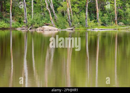 The trunks of dead trees create a ghostly reflection on the water of Buckskinner Lake in Williams, AZ. Stock Photo