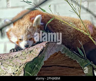 red panda (Ailurus fulgens), also known as the lesser panda, with bamboo Stock Photo