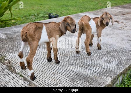 Two cute baby goats with floppy ears standing on a stone path. Stock Photo