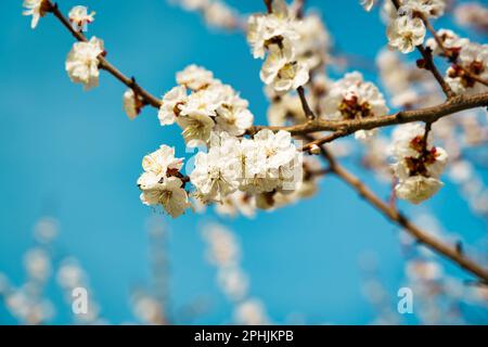 Cherry blossom branches with young leaves illuminated by sunlight in spring. Stock Photo