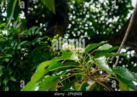 Close up of Candlenut tree (Aleurites moluccana) flowers and green leaves Stock Photo