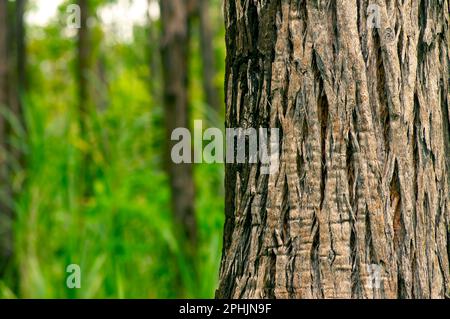 Eucalyptus pellita forest in Gunung Kidul, Yogyakarta, Indonesia Stock Photo