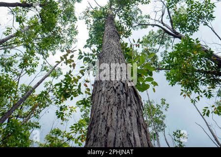 Eucalyptus pellita forest in Gunung Kidul, Yogyakarta, Indonesia Stock Photo