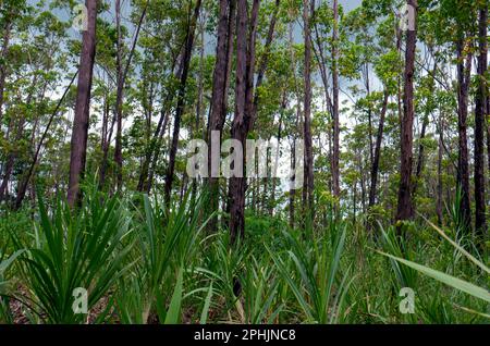 Eucalyptus pellita forest in Gunung Kidul, Yogyakarta, Indonesia Stock Photo