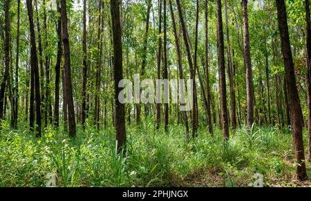 Eucalyptus pellita forest in Gunung Kidul, Yogyakarta, Indonesia Stock Photo