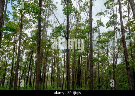 Eucalyptus pellita forest in Gunung Kidul, Yogyakarta, Indonesia Stock Photo