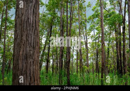 Eucalyptus pellita forest in Gunung Kidul, Yogyakarta, Indonesia Stock Photo