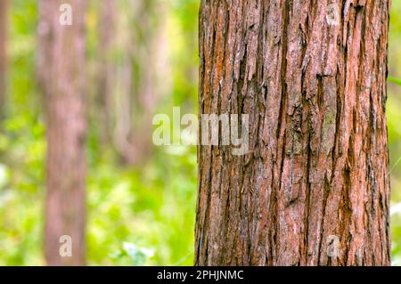 Eucalyptus pellita forest in Gunung Kidul, Yogyakarta, Indonesia Stock Photo