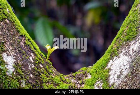 Green moss grows on tree trunk in the forest, selected focus Stock Photo
