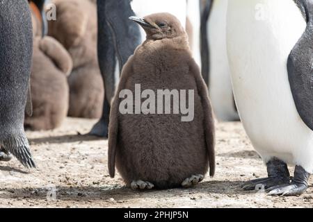 King Penquin juvenile, or chick, Aptenodytes Patagonicus, at Volunteer Point in The Falkland Islands. Stock Photo