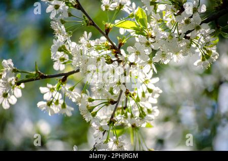 Cherry tree in dense white bloom in spring in the garden Stock Photo