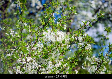 Cherry tree in dense white bloom in spring in the garden Stock Photo