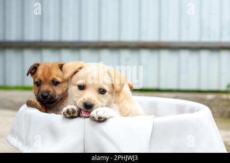 small cute dogs in the yard Stock Photo